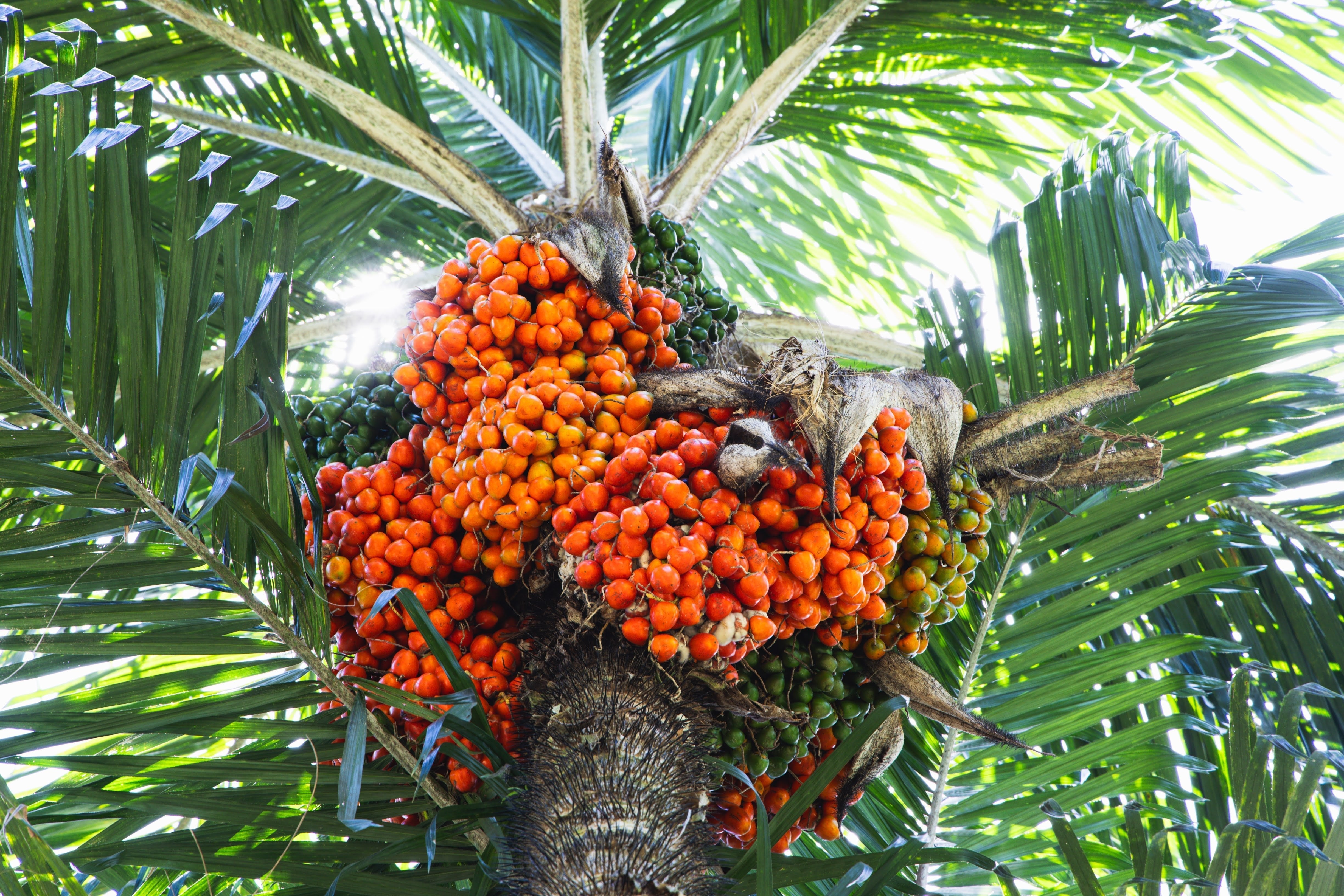 From Peaks to Palates: Costa Rican Siblings' Journey to Crafting PEJI BAR - PEJI BAR